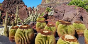 lanzarote, jardin de cactus, manrique, lanzarote urlaub, reiseangebote lanzarote, urlaub buchen