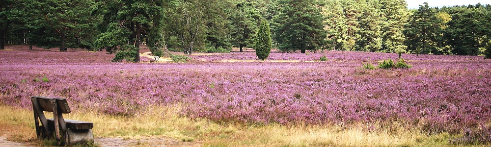 ferienwohnung lüneburger heide, lüneburger heide ferienhaus, hotels lüneburger heide, familienurlaub, urlaub buchen, ferienwohnungen mieten, ferienhäuser mieten, ferienhäuser norddeutschland