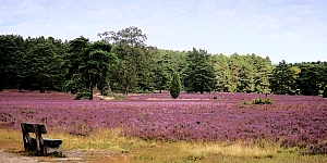 ferienhäuser lüneburger heide, ferienwohnungen niedersachsen, hotels lüneburger heide, reisebüro köln, ferienwohnung selbst buchen, ferienhaus günstig buchen, familienurlaub, familienurlaub deutschland