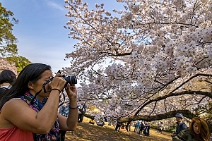g adventures, tokio, g adventures classic, classic reisen g adventures, kirschblüte, gruppenreisen