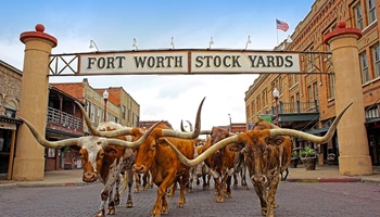 sightseeing fort worth, stopover dallas, reise fort worth, rundreise usa, flüge usa