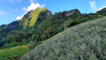 ananasplantage moorea, moorea, südseereise, reise moorea, experte tahiti, südseekreuzfahrt, südseeurlaub, reisetipp moorea, inselhopping, urlaub tahiti, reisebüro tahiti, flüge tahiti