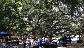 banyan baum lahaina, ausflug lahaina, hawaiiurlaub, inselhopping hawaii, touren maui, beratung hawaii