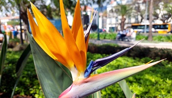 blumeninsel, madeira, funchal, hotels funchal, reisetipps funchal, reisen buchen, reisebüro madeirareise, wanderreise madeira, aktivurlaub madeira, reisebüro köln, urlaubsreisen buchen