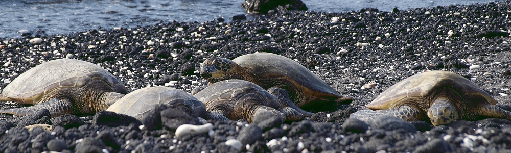 Hawaiiurlaub, Hawaiireise